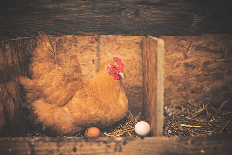 Wie entsteht eigentlich ein Ei im Huhn? Huhn im Glück